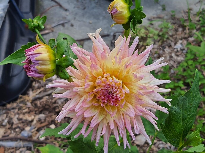 Dhalia 07-06-21 1