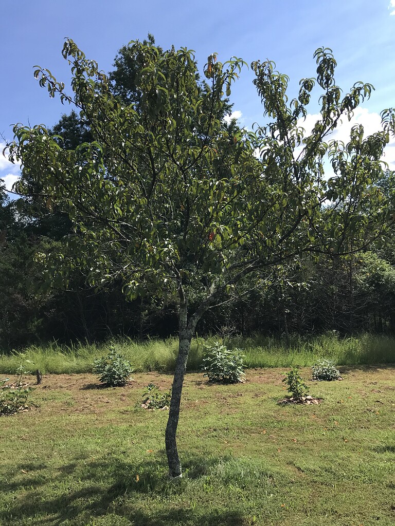 What to do With Old Nectarine Trees General Fruit Growing Growing Fruit