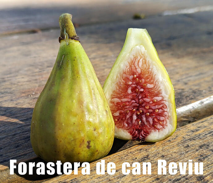 Forastera de can Reviu
