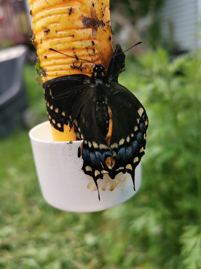 IMG_20190601_122350