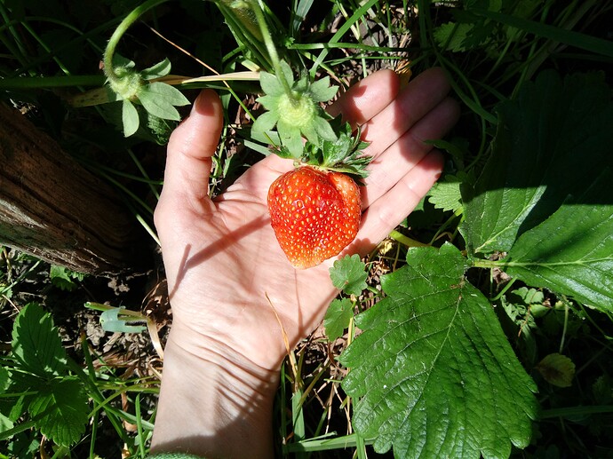 IMG_20240519_123254_915