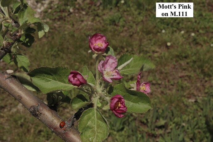 Mott's Pink