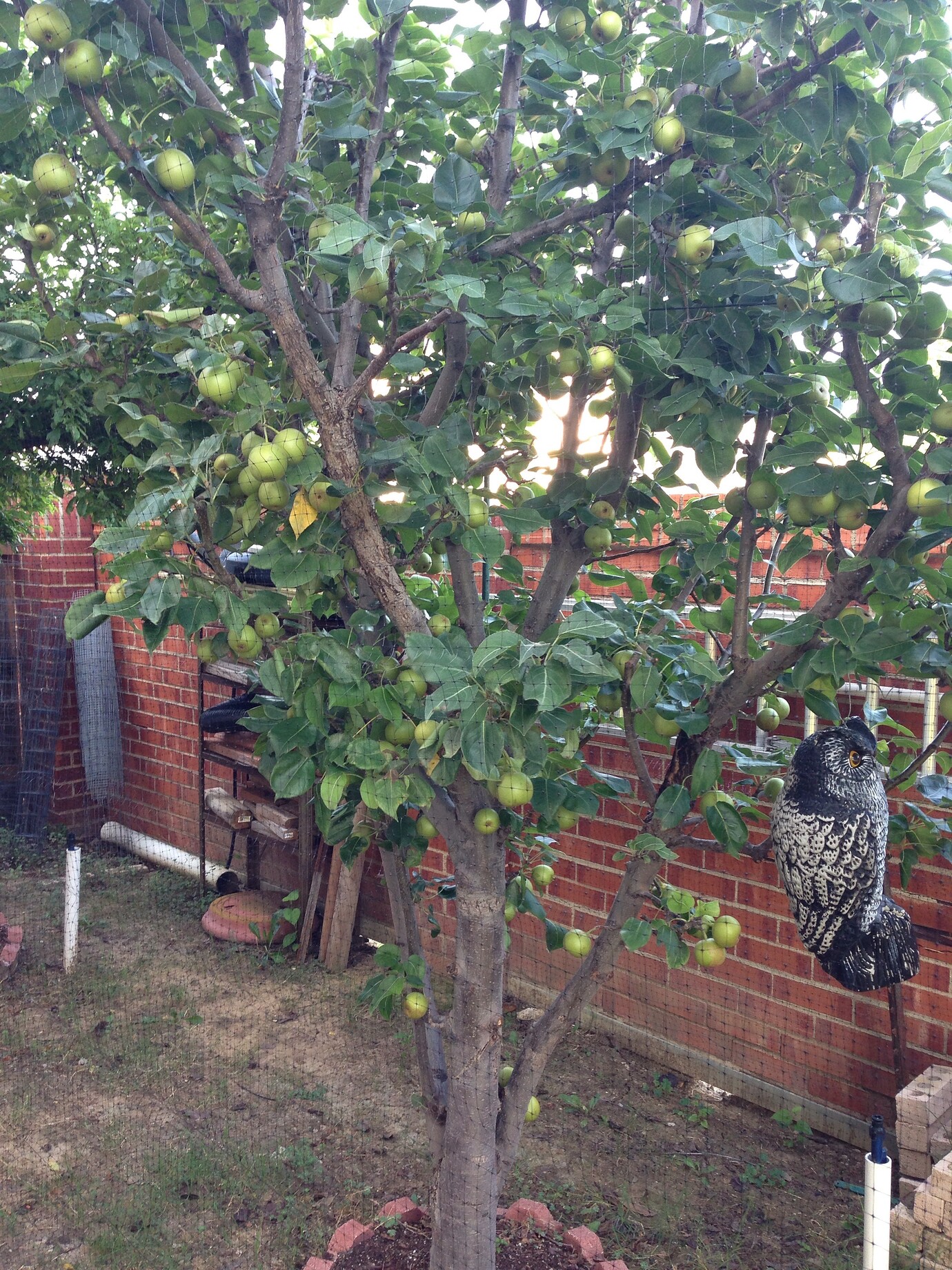 My backyard Garden Pictures! Growing Fruit