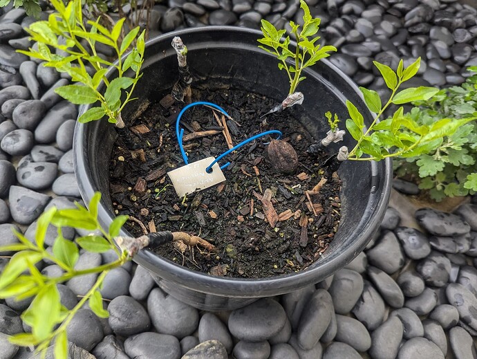 PXL_20240725_131452215