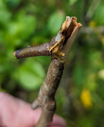 deadlimb_close2