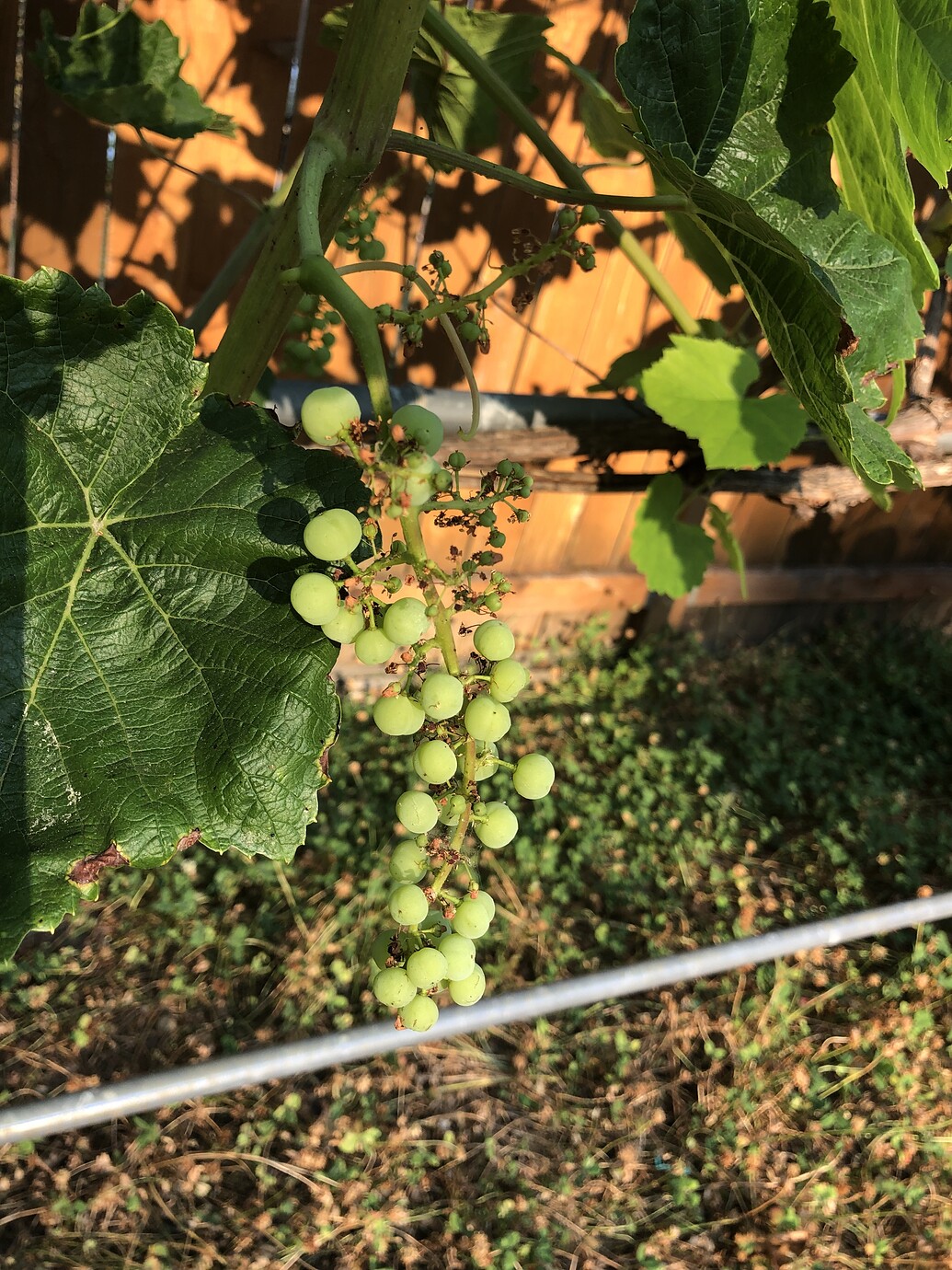What Causes Poor Grape Cluster General Fruit Growing Growing Fruit