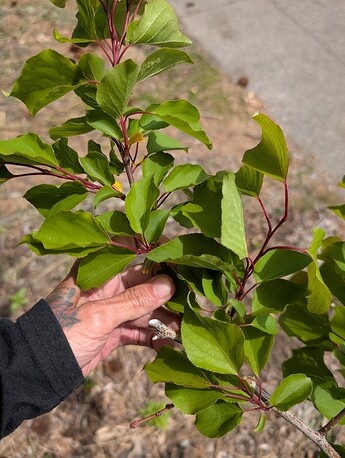 PXL_20250515_204503338