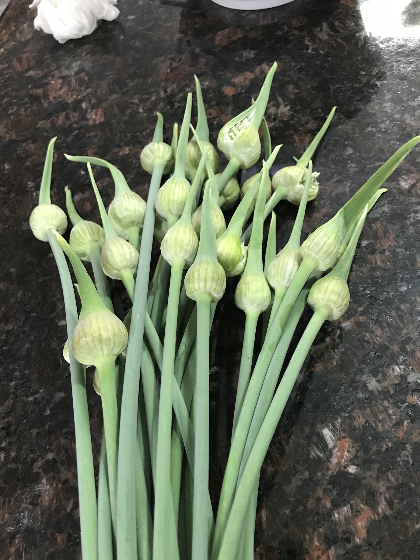 How are you using your garlic scapes? Page 5 General Gardening