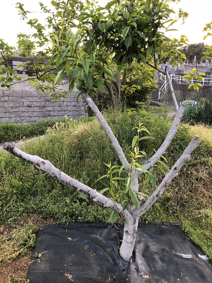 How far back can you cut a peach tree? General Fruit Growing
