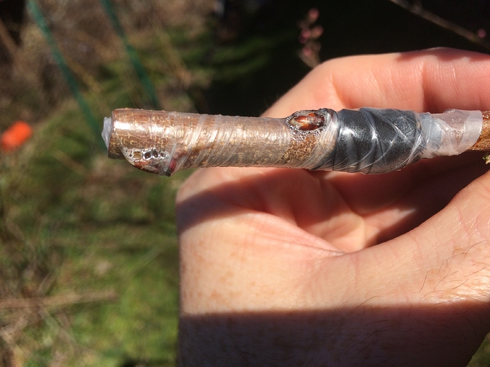 Peach_Graft_04-24-2018