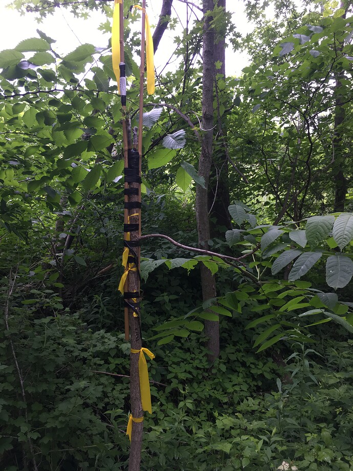 Pearl heartnut 2022 graft 2 002