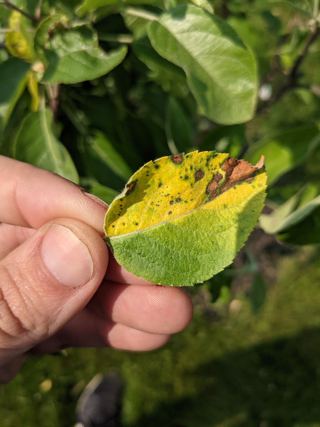 A few apple leaves are turning yellow and spotty, what's causing it