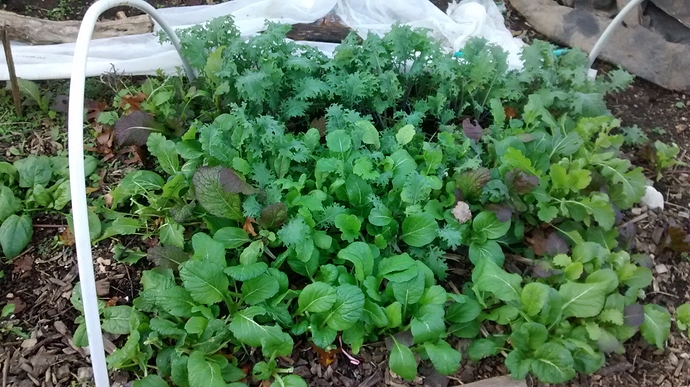 IMG_20181104_155012868