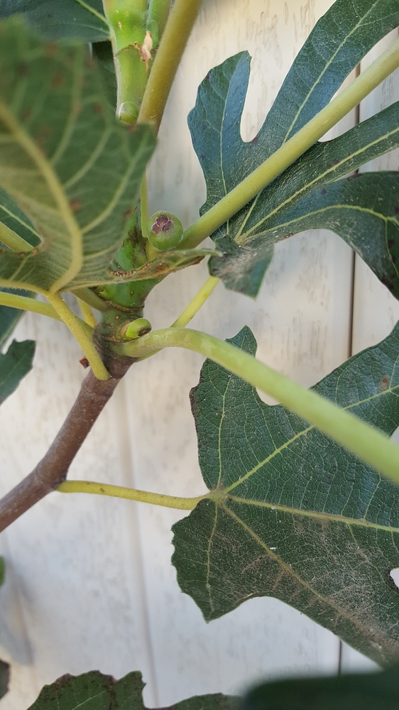 Fig%2020181103_161604