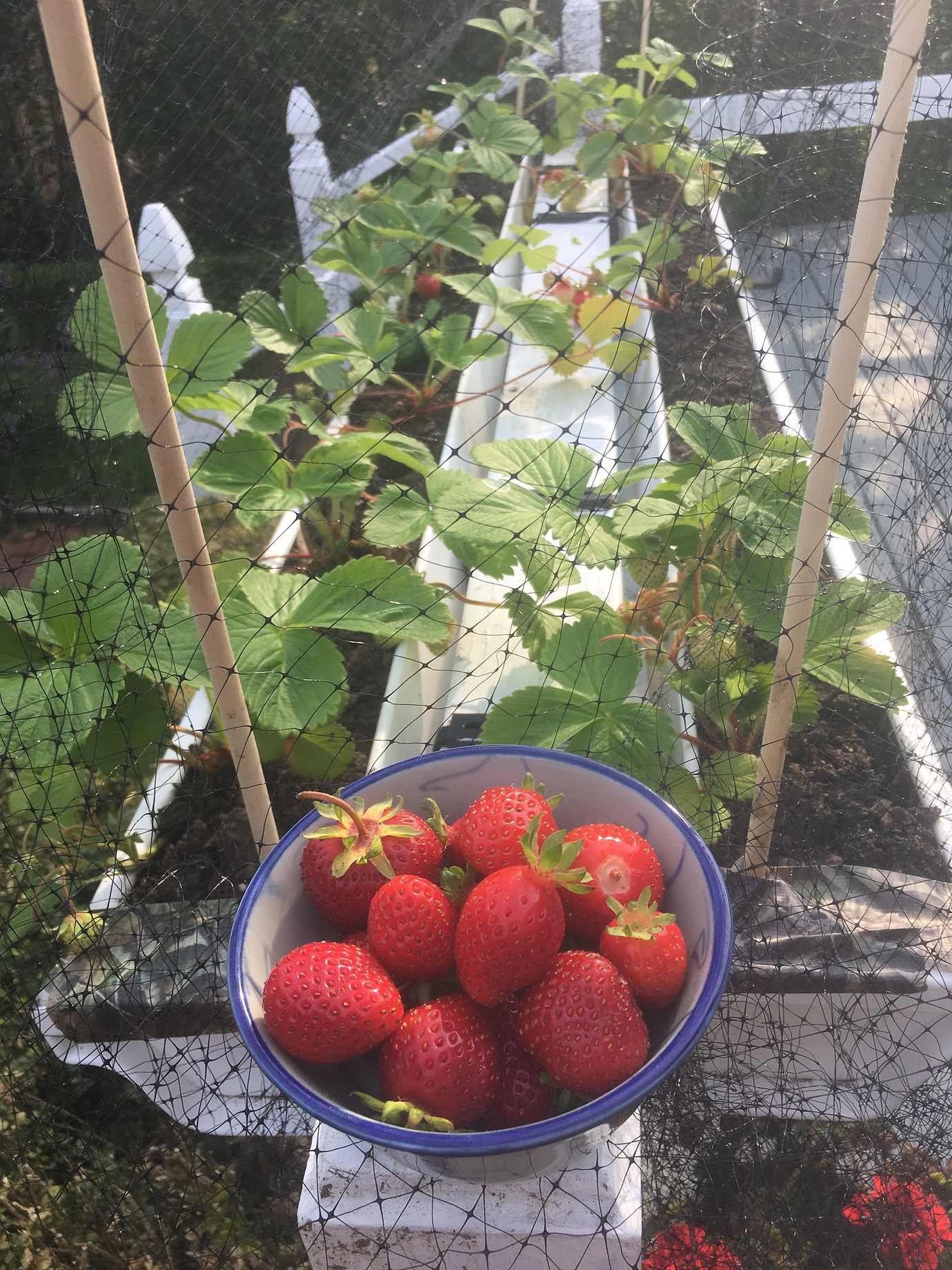 Container size for strawberries General Fruit Growing Growing Fruit