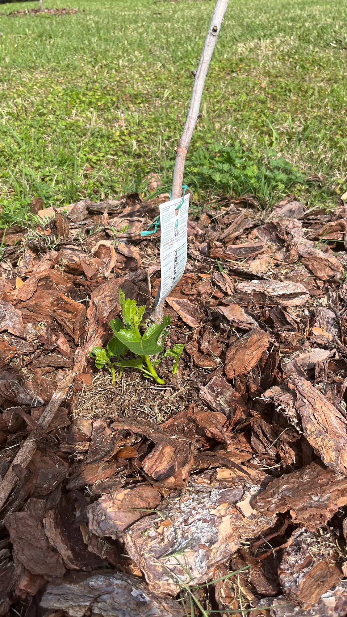 Fire Ants in Mulch General Fruit Growing Growing Fruit