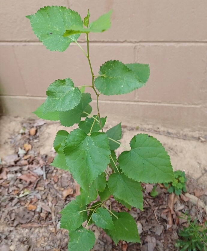 Screenshot_20240912_135925_Gallery