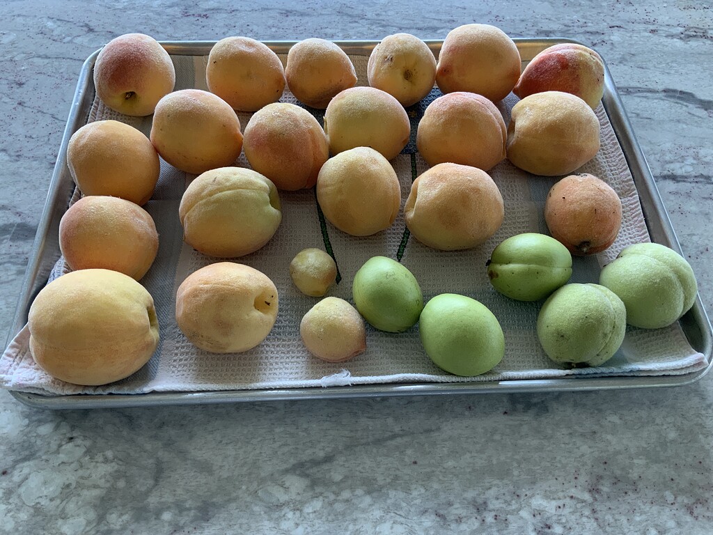 How to get sweeter peaches? General Fruit Growing Growing Fruit