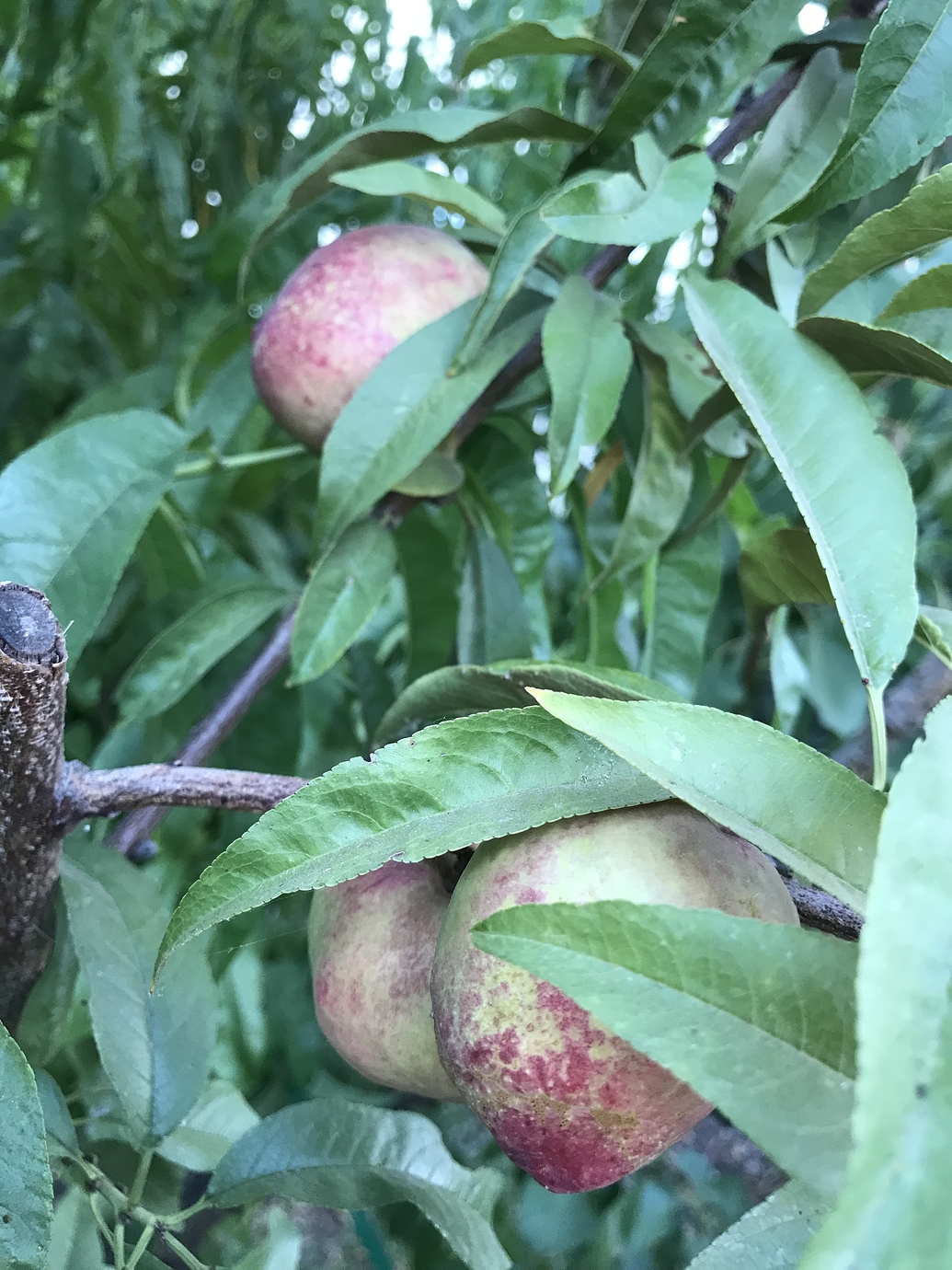 Spice Zee Nectaplum and Snow Queen Nectarine discolorations General Fruit Growing Growing Fruit