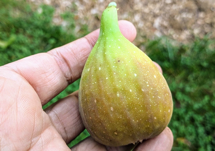 LDA%2009-19-2019%20A