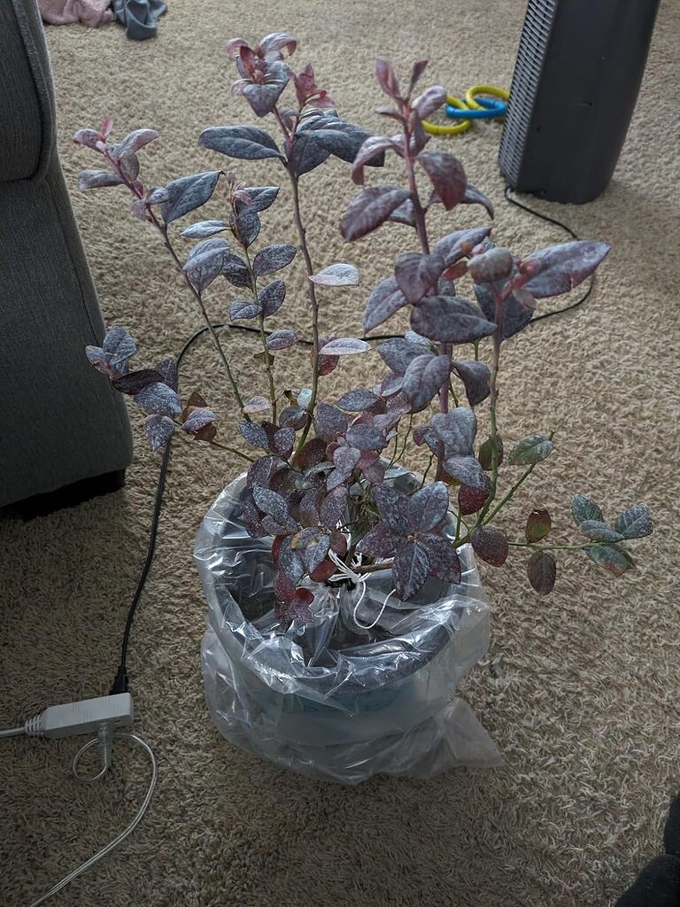 Pink Icing Blueberry with Powdery Mildew General Fruit Growing