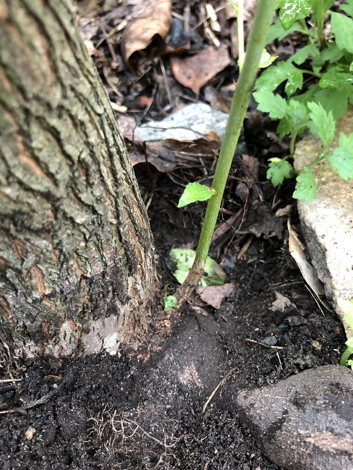 Trunk_sucker_08-16-2020