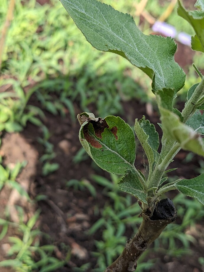 PXL_20240528_205106281