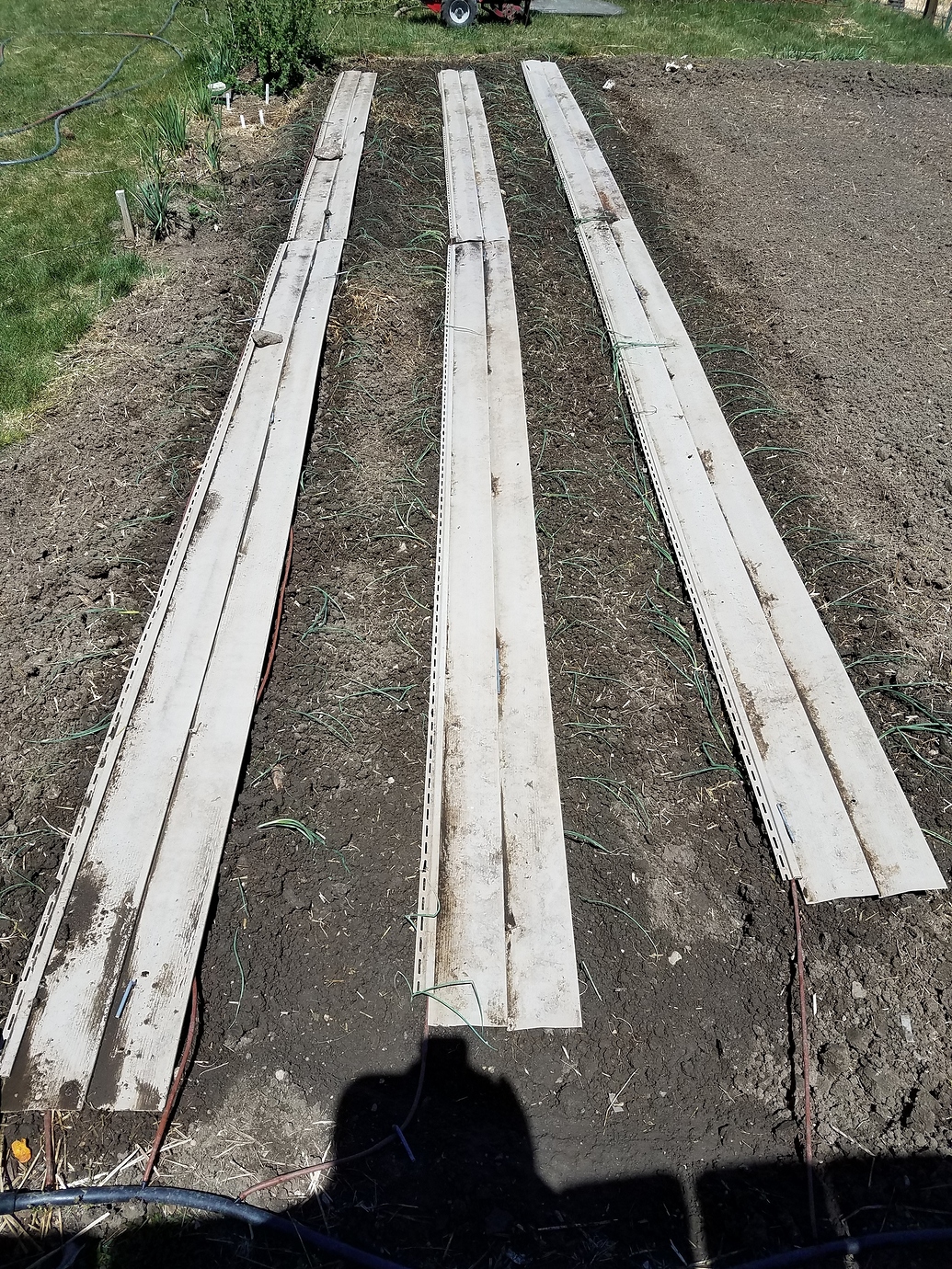 How I do onions from seed - General Gardening - Growing Fruit