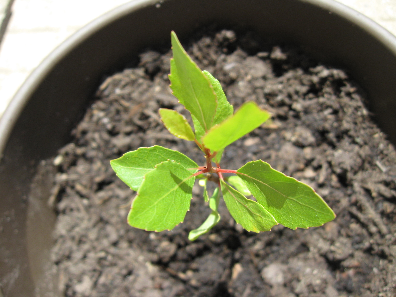 Apple tree seedling or weed? General Fruit Growing Growing Fruit