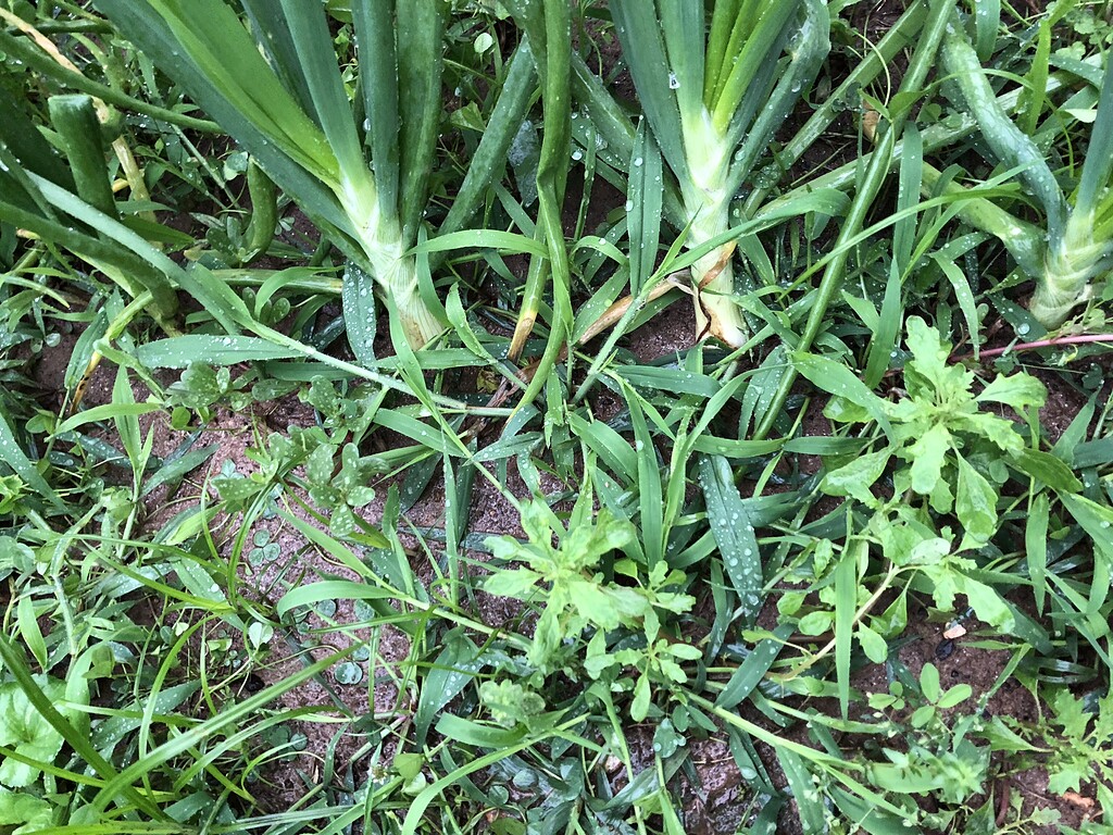 Onions leaning stand up or leave them? General Gardening Growing Fruit