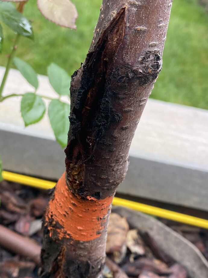 Cherry tree trunk is looking really bad. Splitting? Rotting? General