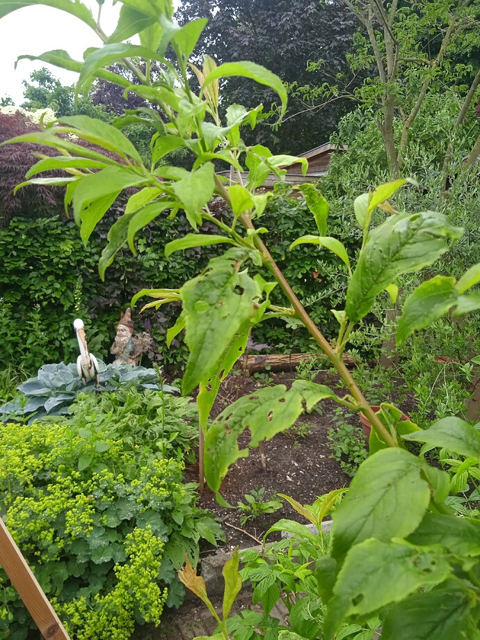 IMG_20240526_104223_1