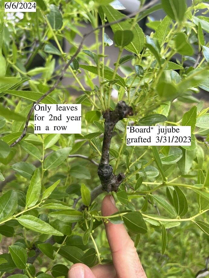 Board_lat_st_06-06-2024