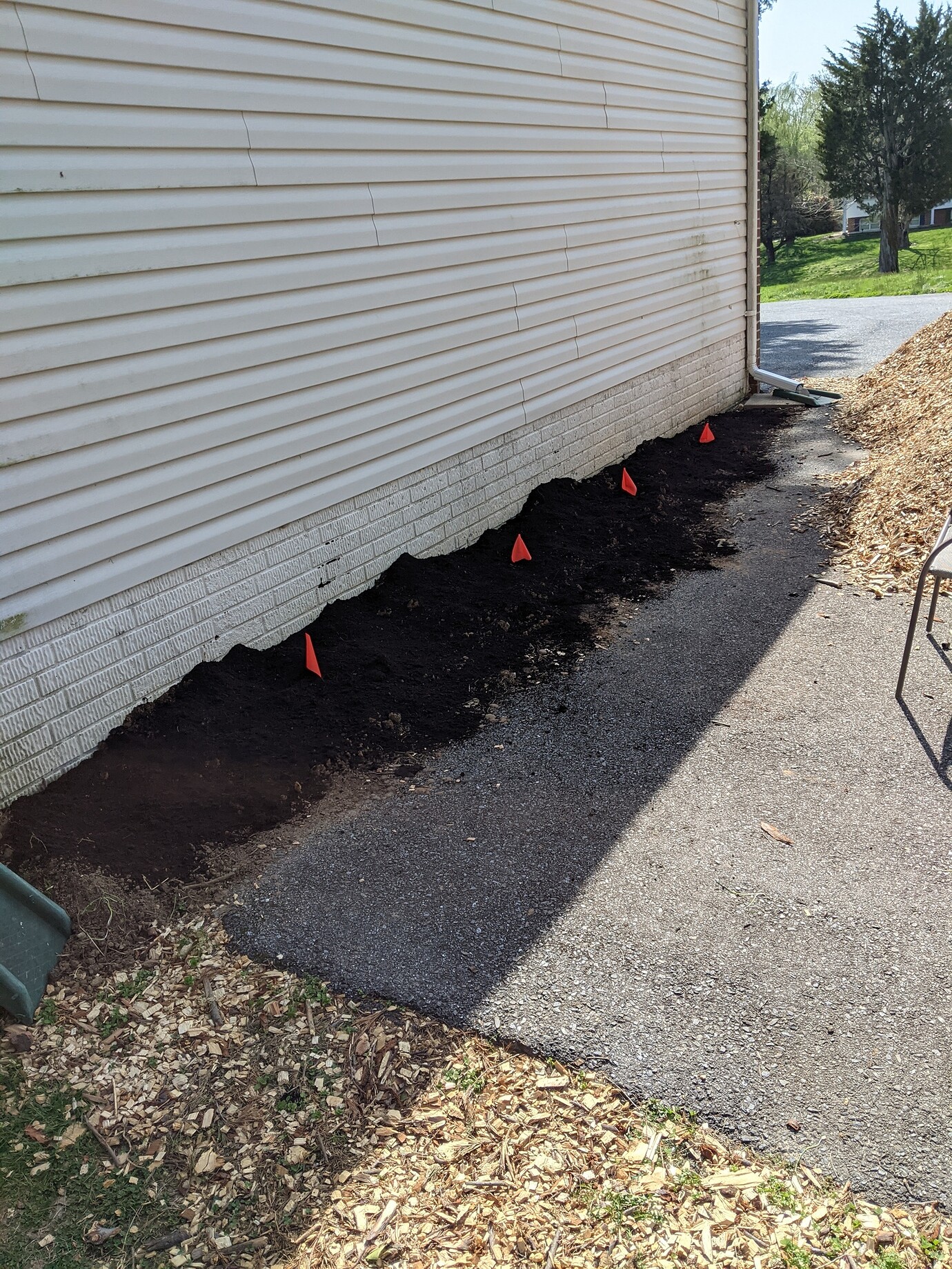 Attempting Haskaps on north west facing foundation