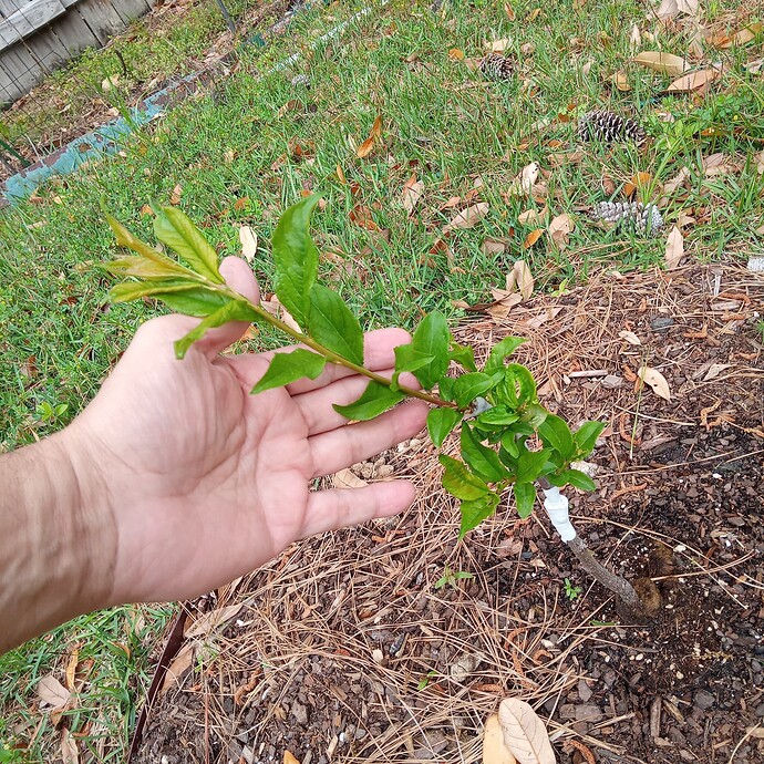 17112997811273740958962095310182