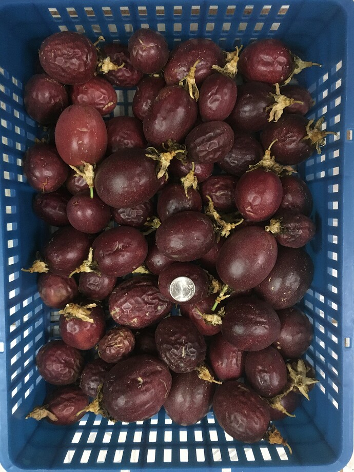 Passion Fruit 8 21