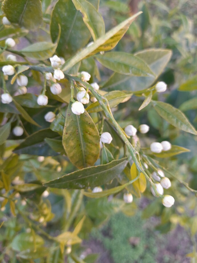 Mediterranean mandarin