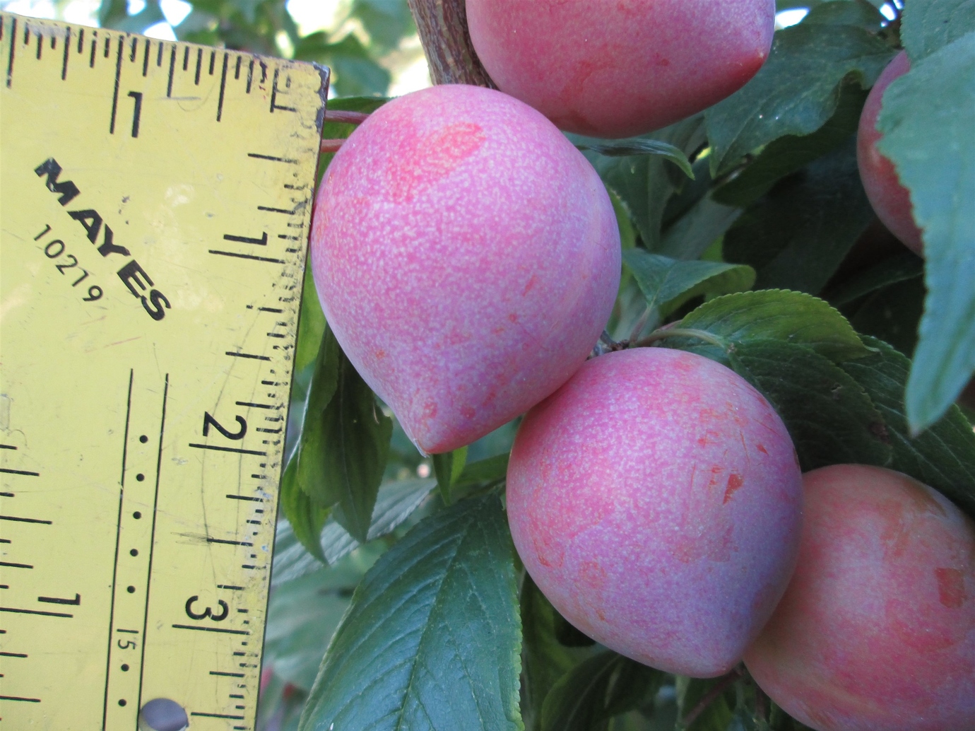 Candy Heart Pluerry General Fruit Growing Growing Fruit