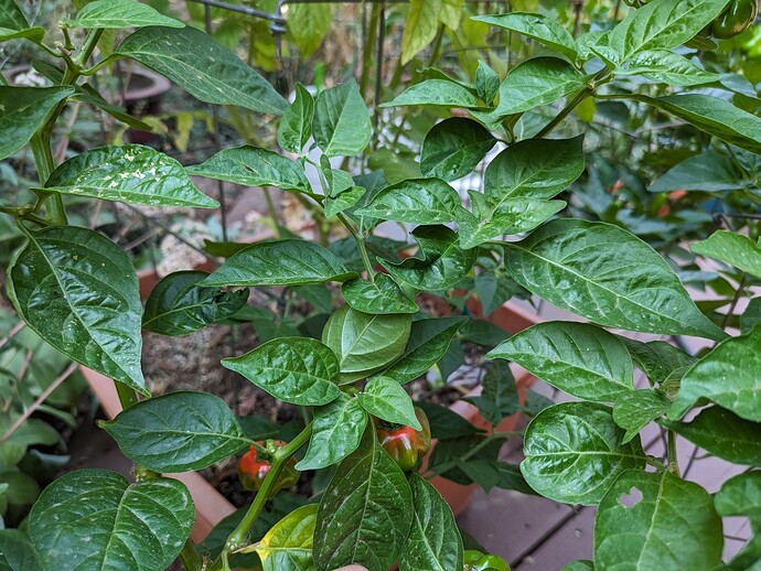 PXL_20230831_191423815