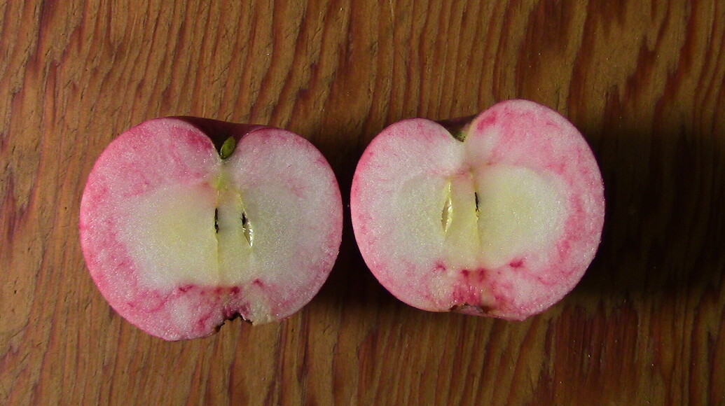 Experience with Red Fleshed Apples General Fruit Growing Growing Fruit