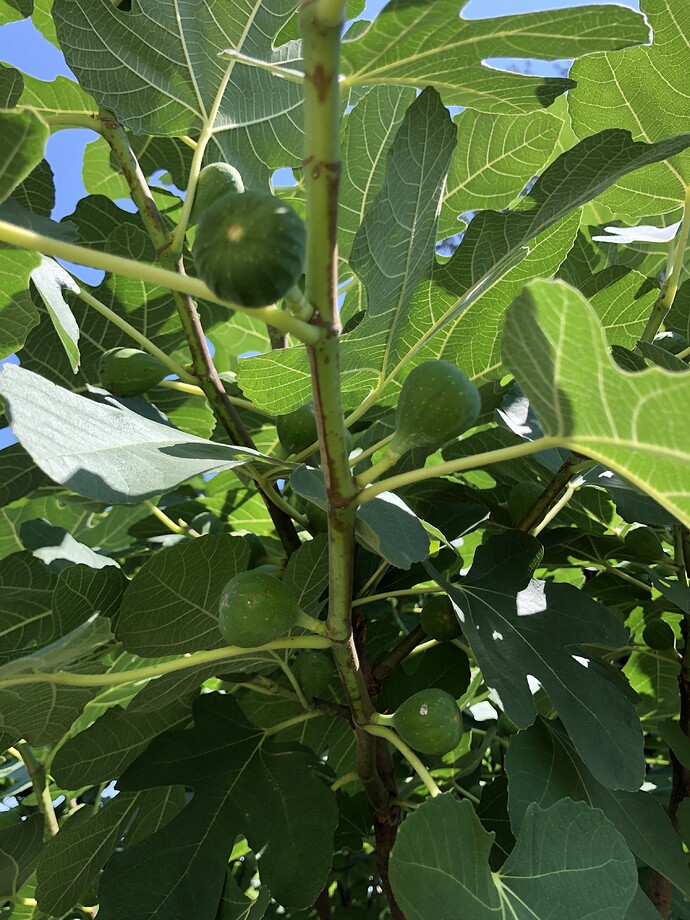 Reservoir_fig_main_crop_08-06-2021