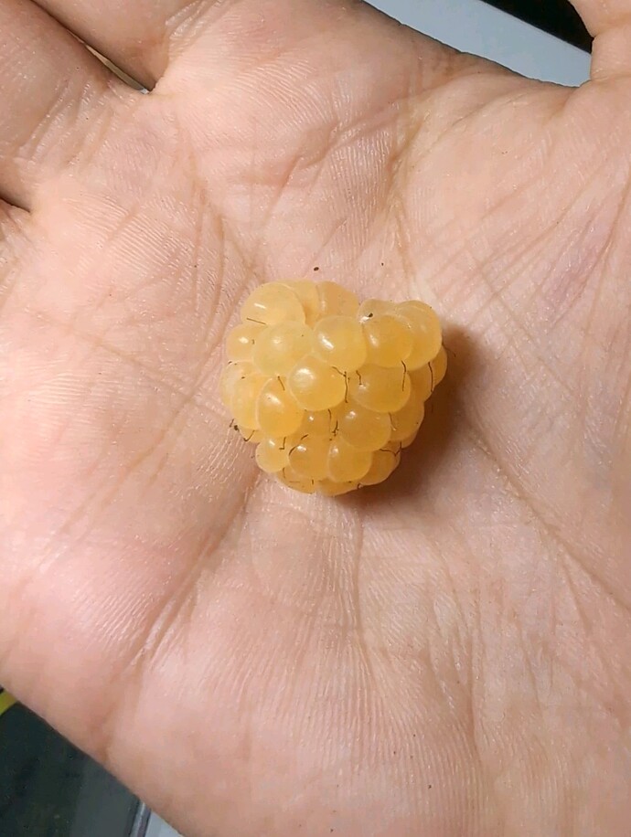 IMG_20241007_142712_494_edited_1728333288772821_edited_1728333829114380