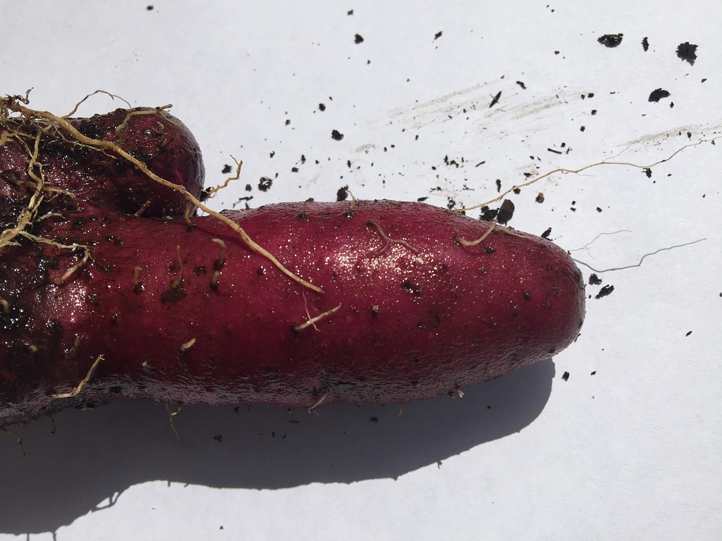 Purple yams General Gardening Growing Fruit