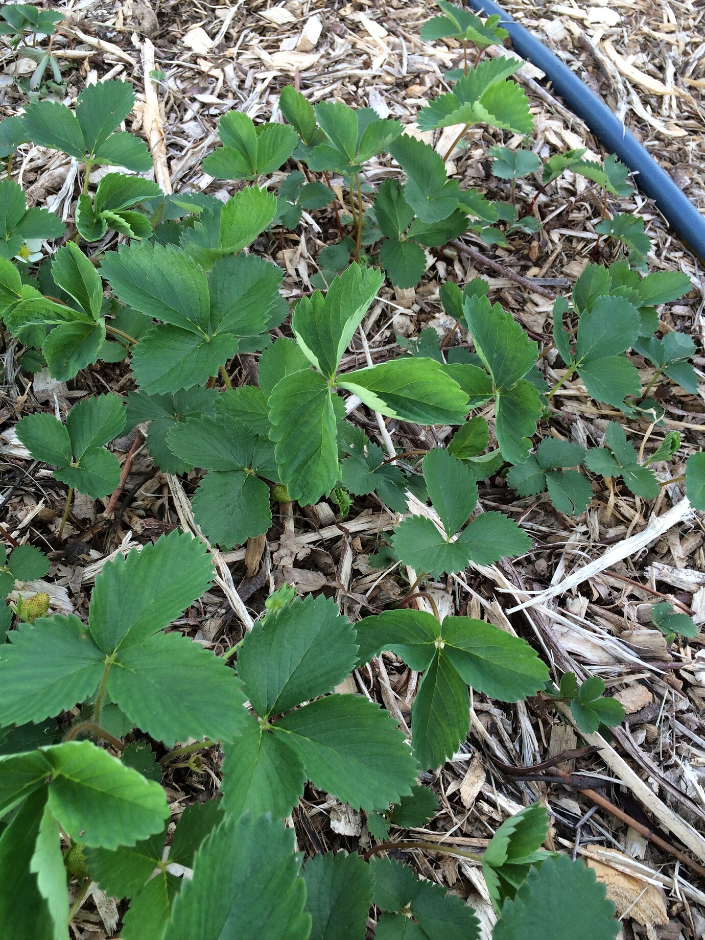 Curling leaves on strawberry plants General Fruit Growing Growing Fruit