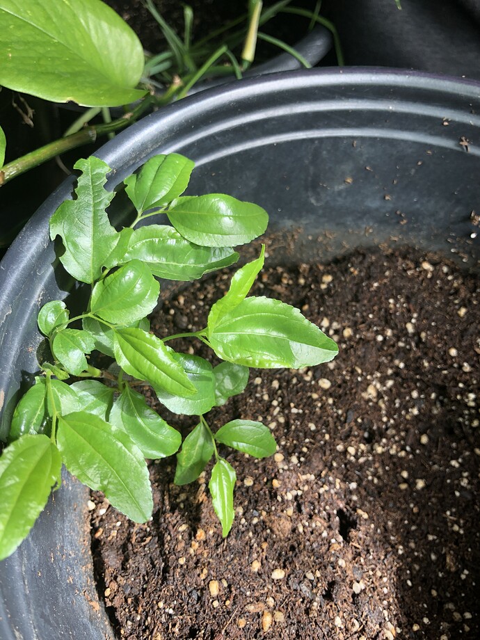 Root_cutting_V_Booty_04-21-2022