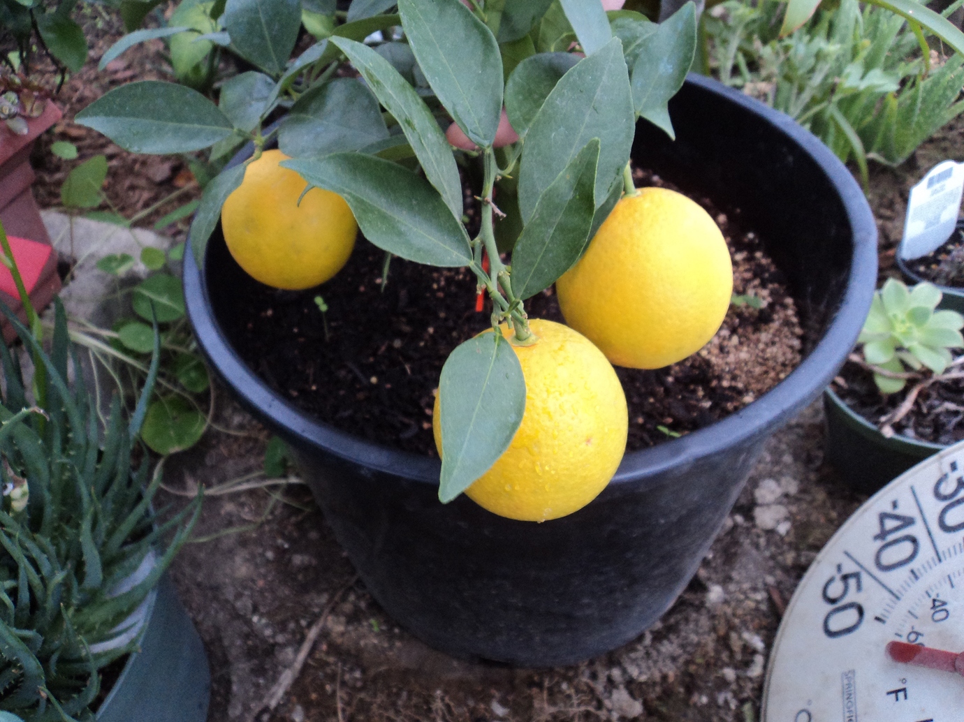 Hamlin Orange Pictures! Growing Fruit