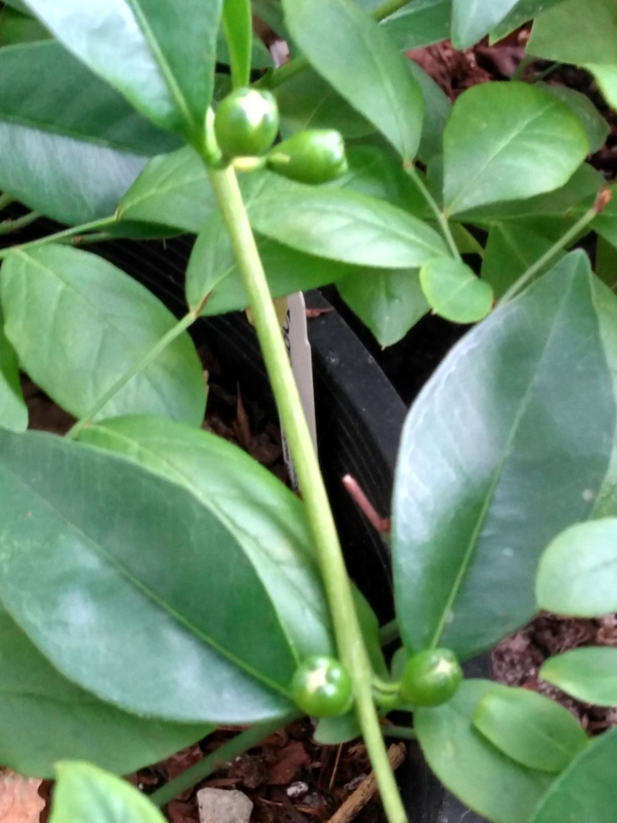 IMG_20190620_182542085_HDR