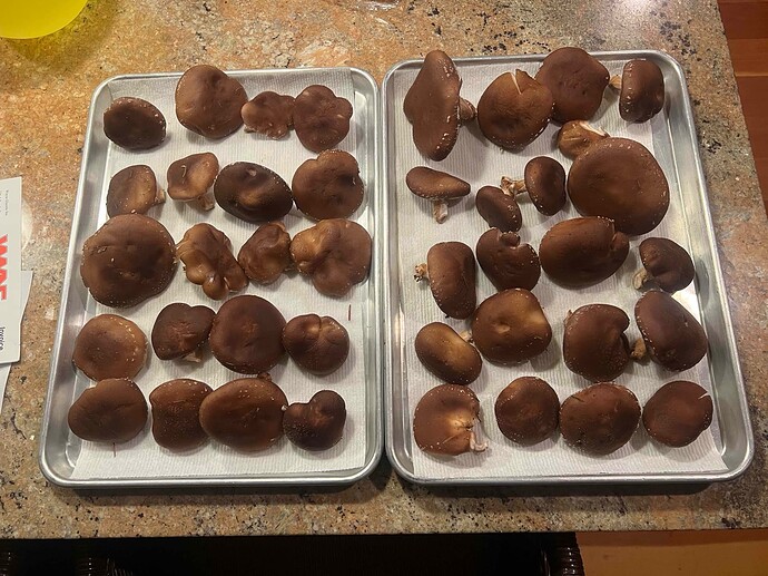 Shiitakes 09062022