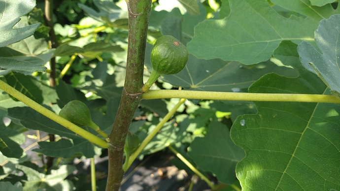 IMG_20200822_155013332