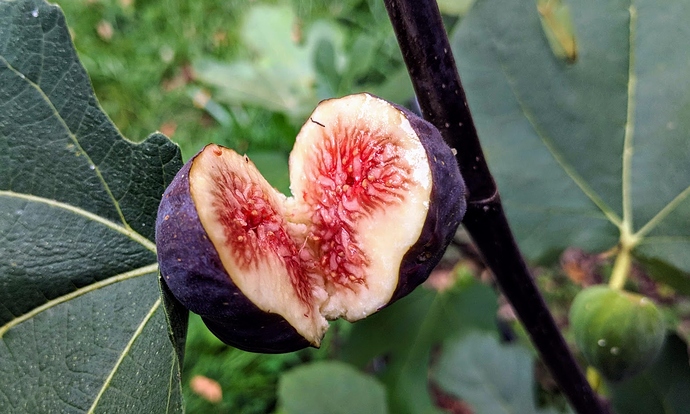 Italina%20Black%2008-25-2019